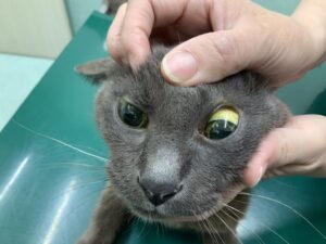 黄疸の猫01